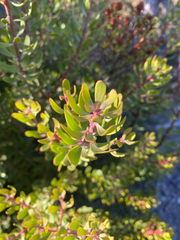 (c) Corey O'Brien, some rights reserved (CC BY) Persoonia gunnii, photograph (c) Corey O'Brien, some rights reserved (CC BY)