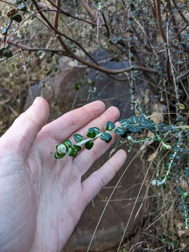 Pimelea nivea, photograph 5
