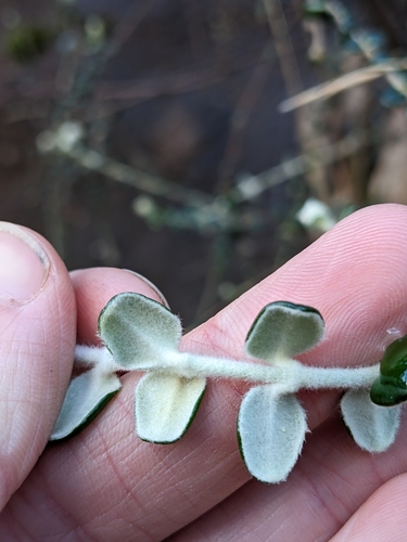 Pimelea nivea, photograph 6