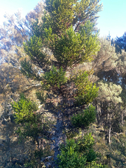 (c) Corey O'Brien, some rights reserved (CC BY) Athrotaxis selaginoides, photograph (c) Corey O'Brien, some rights reserved (CC BY)