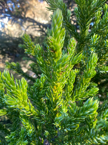 Athrotaxis selaginoides, photograph 3