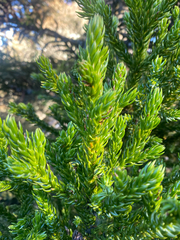 (c) Corey O'Brien, some rights reserved (CC BY) Athrotaxis selaginoides, photograph (c) Corey O'Brien, some rights reserved (CC BY)