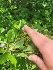 (c) Dmitriy Bochkov, some rights reserved (CC BY) Cuscuta lupuliformis, photograph (c) Dmitriy Bochkov, some rights reserved (CC BY)