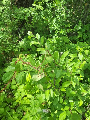 Cuscuta lupuliformis, photograph 4