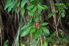 Barringtonia acutangula