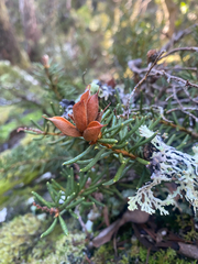 Orites revolutus, photograph Corey O'Brien, CC BY, iNaturalist via GBIF