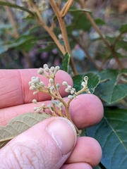 Pomaderris elliptica, photograph (c) Nina Kerr, some rights reserved (CC BY)