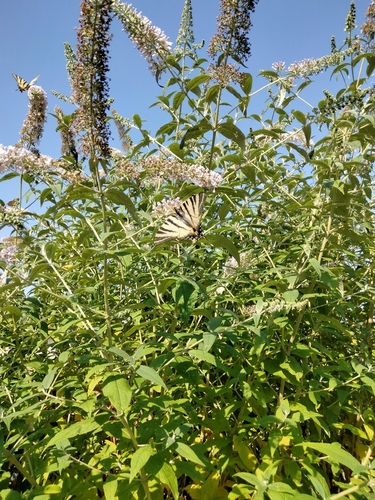 Iphiclides podalirius