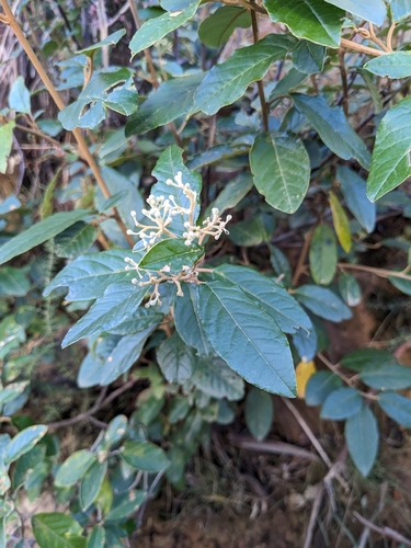 Pomaderris elliptica, photograph 5
