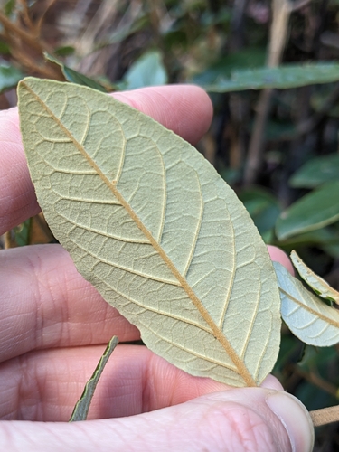 Pomaderris elliptica, photograph 6