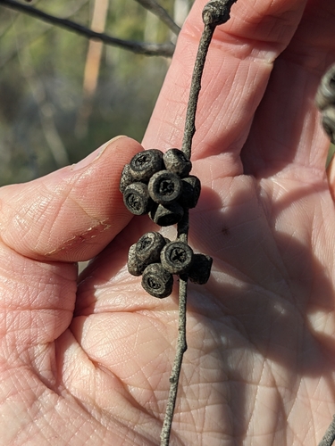 Eucalyptus pulchella