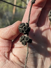 Eucalyptus pulchella