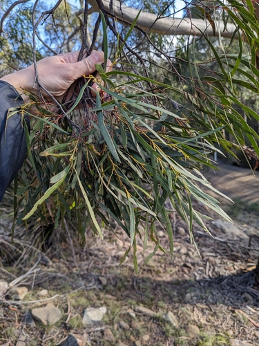 Eucalyptus pulchella, photograph 2