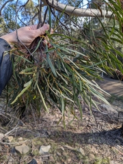 Eucalyptus pulchella, photograph (c) Nina Kerr, some rights reserved (CC BY)