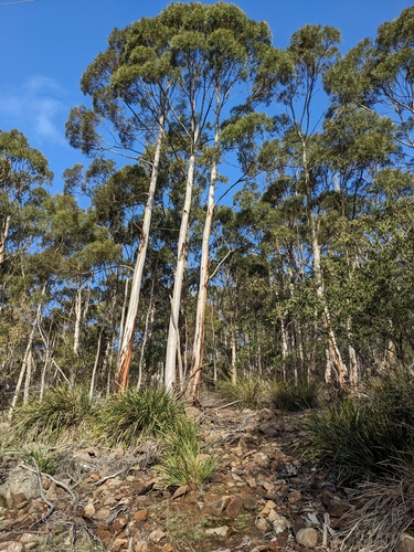 Eucalyptus pulchella, photograph 3