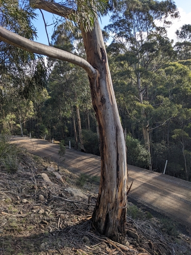 Eucalyptus pulchella, photograph 4