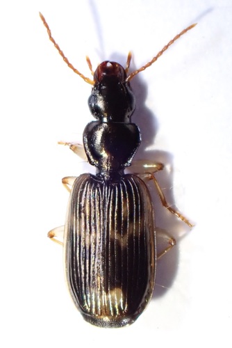 Anomotarus observed 2026-06-27