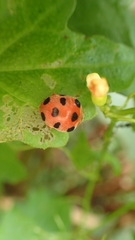 Diekeana admirabilis