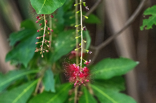 Barringtonia acutangula, photograph 1