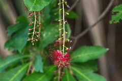 Barringtonia acutangula, photograph (c) Alan Bell, some rights reserved (CC BY)