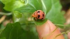 Diekeana admirabilis