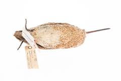 Coenocorypha barrierensis