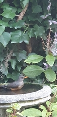 Turdus olivaceus