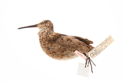 Coenocorypha barrierensis