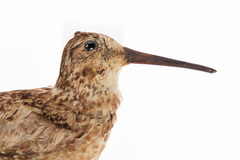 Coenocorypha barrierensis