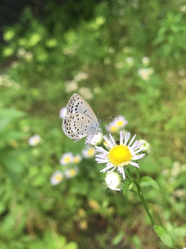 Pseudozizeeria maha argia