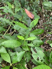 Acanthus ebracteatus