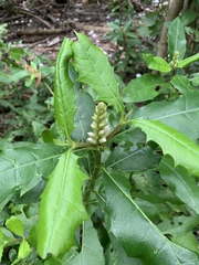 Acanthus ebracteatus