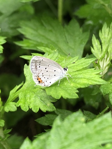 Short-tailed Blue