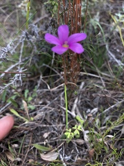 Oxalis livida