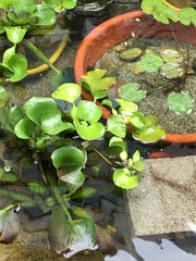 Pontederia crassipes