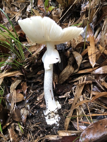 Oberwinkler's Destroying Angel