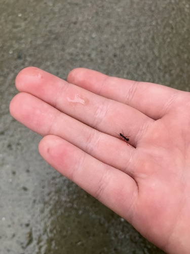 Asian Needle Ant