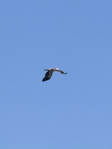Booted Eagle
