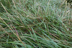 Anthoxanthum redolens