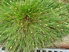 Fimbristylis polytrichoides