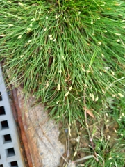 Fimbristylis polytrichoides