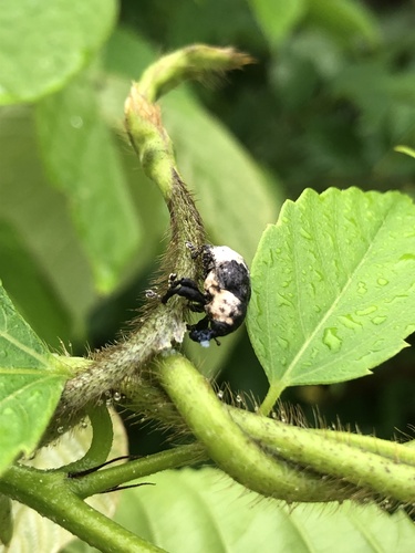Sternuchopsis trifida
