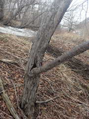 Crataegus chlorosarca