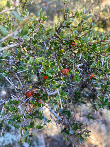 Coprosma nitida, photograph 2