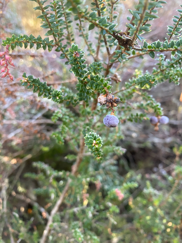 Trochocarpa thymifolia, photograph 2