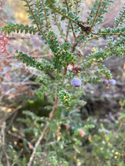 (c) Corey O'Brien, some rights reserved (CC BY) Trochocarpa thymifolia, photograph (c) Corey O'Brien, some rights reserved (CC BY)