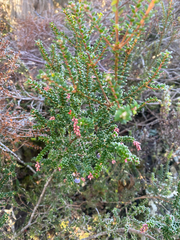(c) Corey O'Brien, some rights reserved (CC BY) Trochocarpa thymifolia, photograph (c) Corey O'Brien, some rights reserved (CC BY)