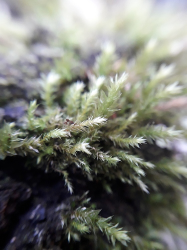 Glyphothecium sciuroides observed 2026-06-27
