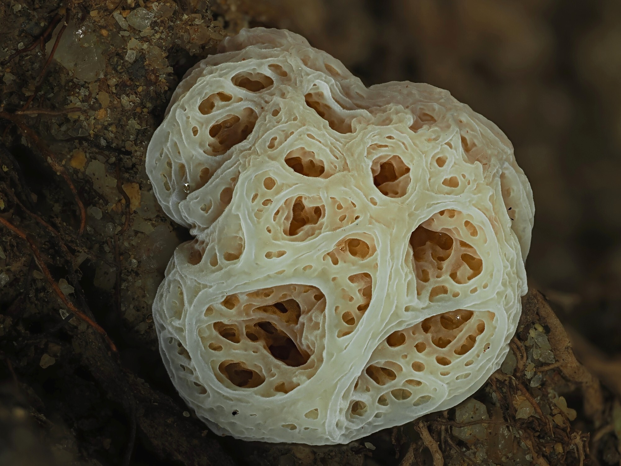 Spongiforma squarepantsii · iNaturalist