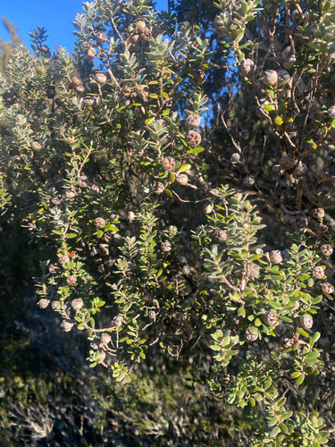 Leptospermum lanigerum, photograph 6